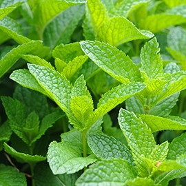 Herbal shampoos